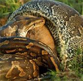 Video: See python 1 ton devour huge prey