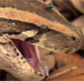 Video: See the giant python swallowing the antelope