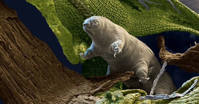Video: See the horizontal vertical surface of the unique 'immortal' creature on Earth