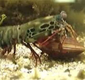 Video: See the surface of the clam shell