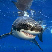 Video: Sharks and sea wolves are in great fire
