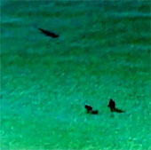 Video: Sharks attack people near the coast
