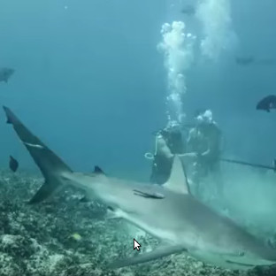 Video: Sharks' sudden reaction when lured with human blood