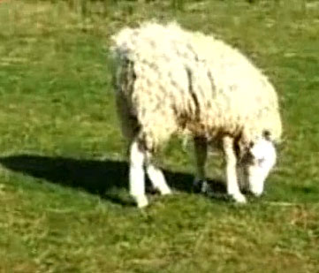 Video: Sheep have heads upside down