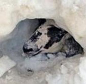 Video: Sheep survive 11 days in the snow