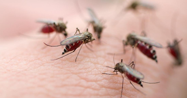 Video: Signs that you have dengue fever