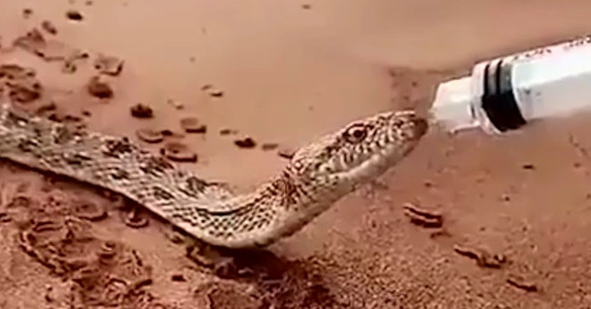 Video: Snake is about to die of thirst in the desert near people asking for water