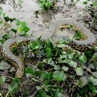 Video: Snakes catch and swallow bait