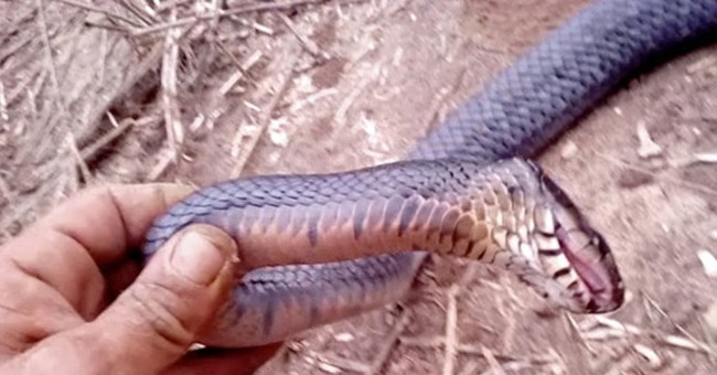 Video: Snakes open their mouths, seemingly dead in America
