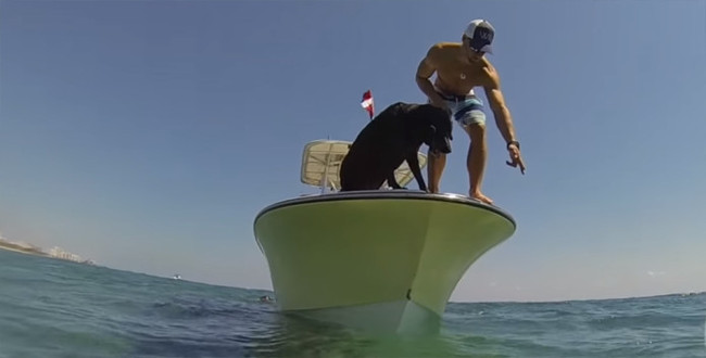 Video: Snorkeling dog catches lobster as fast as cutting