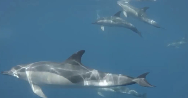 Video: Song of the ocean of shy dolphins