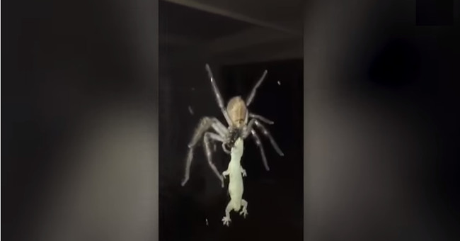 Video: Spiders are as big as a plate forgetting lizards outside people's houses