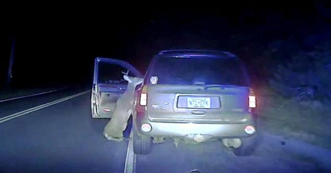 Video: Stabbed deer furiously attacked the driver
