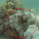 Video: Stealth octopus super over ninja