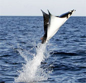 Video: Stingray flies like a bird on the sea