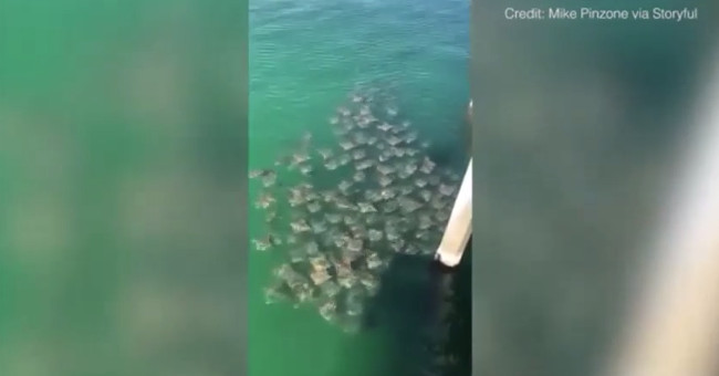 Video: Stingy fish pulls into a large flock for food