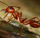 Video: 'Storm' fire ant makes all species of canvas
