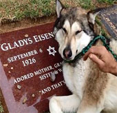 Video: Strange looking at wolves crying like people