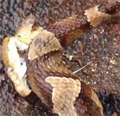 Video: Strange sight of the snake's head turning back to bite itself