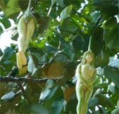 Video: Stunned with a tree with fruit ... naked girl