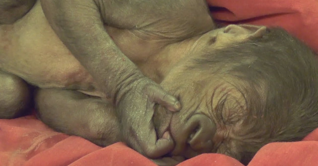 Video: Successful delivery for pre-eclampsia gorillas
