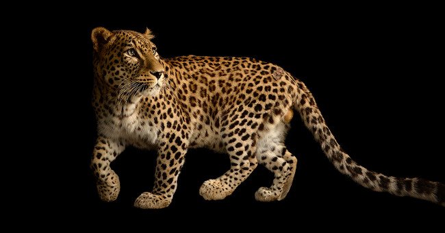 Video: Taking pictures of animals is an extremely difficult job