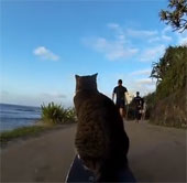 Video: Tech skating cat