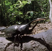 Video: 'Terrible' beetles fight territory horns