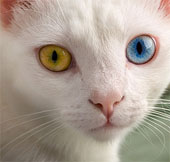 Video: The ability to see between people and animals