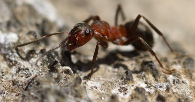 Video: The ants are robbing the eggs of the same kind to raise and make