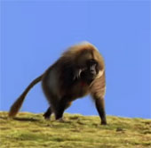 Video: The baboon king is deposed because of too many concubines
