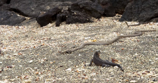 Video: The baby salamander miraculously escapes the pursuit of snakes