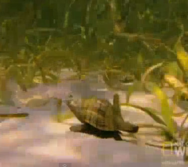 Video: The battle for the crab's home