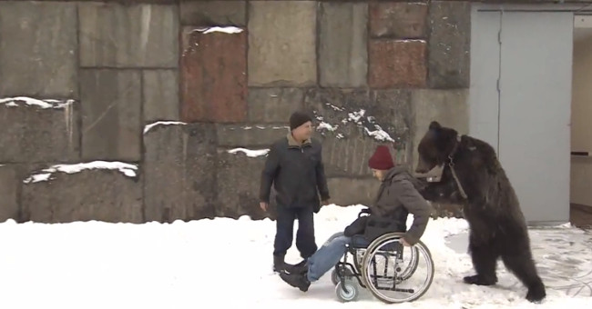 Video: The bear stands up and pushes the wheelchair for the circus teacher