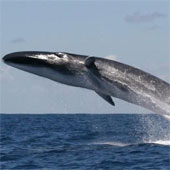 Video: The beautiful whale dance of the whale