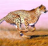 Video: The cheetah accelerates from 0-100km / h in 3 seconds