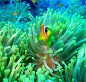 Video: The colorful world on the ocean floor