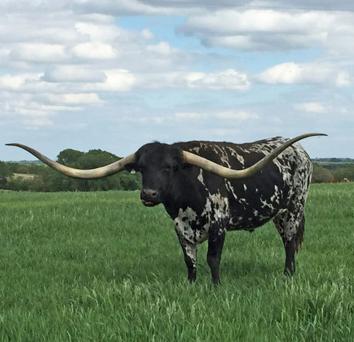 Video: The cow set a Guinness record when he owned a pair of long horns of nearly 3 meters