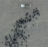Video: The cowboy art of a funny farmer