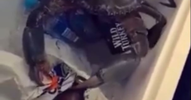 Video: The crab used to snatch the beer bottle off