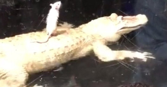 Video: The crocodile is miserable because ... 1 white mouse!