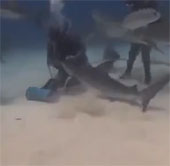 Video: The diver reaches into the shark's jaw