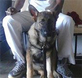 Video: The dog died from the bullet for the owner