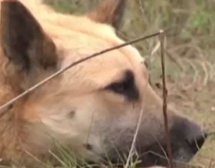 Video: The dog faithfully lends to his