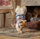 Video: The dog set a record for the fastest legs in the world