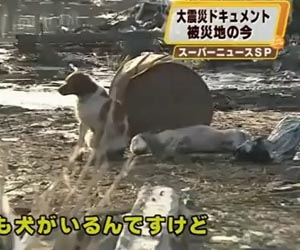 Video: The dog takes care of you injured after the earthquake