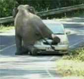 Video: The elephant suddenly blocked the car, climbed on the roof of the car