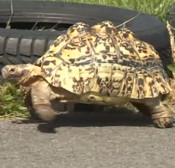 Video: The fastest turtle in the world