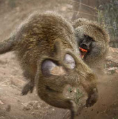 Video: The fight of baboons