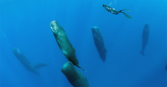 Video: The fishermen build themselves sleeping in the seabed